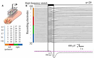 Afterdischarges of Spinal Interneurons Following a Brief High-Frequency Stimulation of Ia Afferents in the Cat